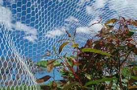 Bird Net Protective Shade Mesh Fabric, Designed to Protect Agricultural Crops and Commercial Areas from Bird Damage, Featuring Lightweight Construction and Optimal Air Permeability for Sustainable Plant Growth